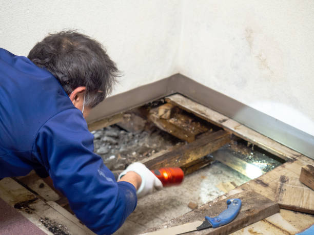 Best Certified Mold Removal  in Matteson, IL