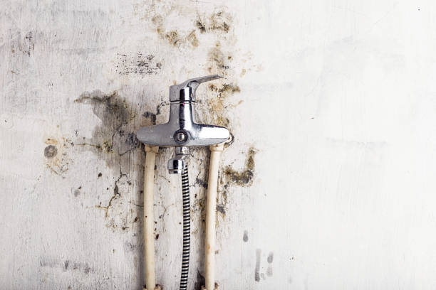 Best Mold Removal Near Me  in Matteson, IL