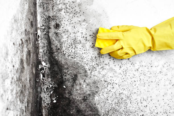 Best Mold Testing  in Matteson, IL