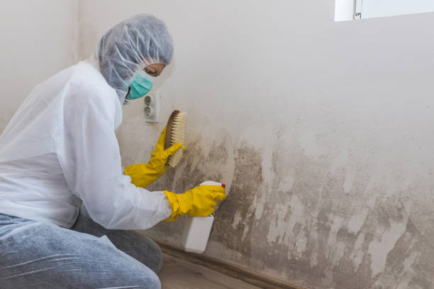 Best Toxic Mold Removal  in Matteson, IL
