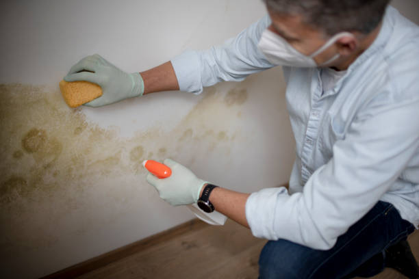 Best Black Mold Removal  in Matteson, IL