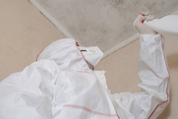 Best Mold Damage Repair  in Matteson, IL