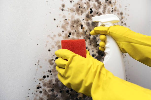 Best Mold Damage Repair  in Matteson, IL