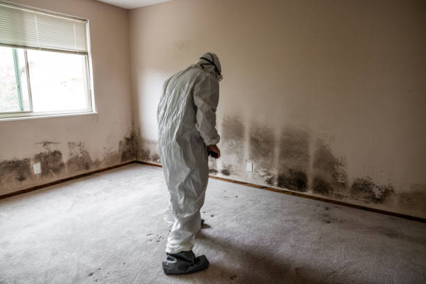 Best Home Mold Removal  in Matteson, IL