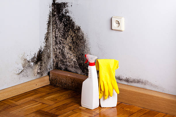 Crawl Space Mold Removal in Matteson, IL